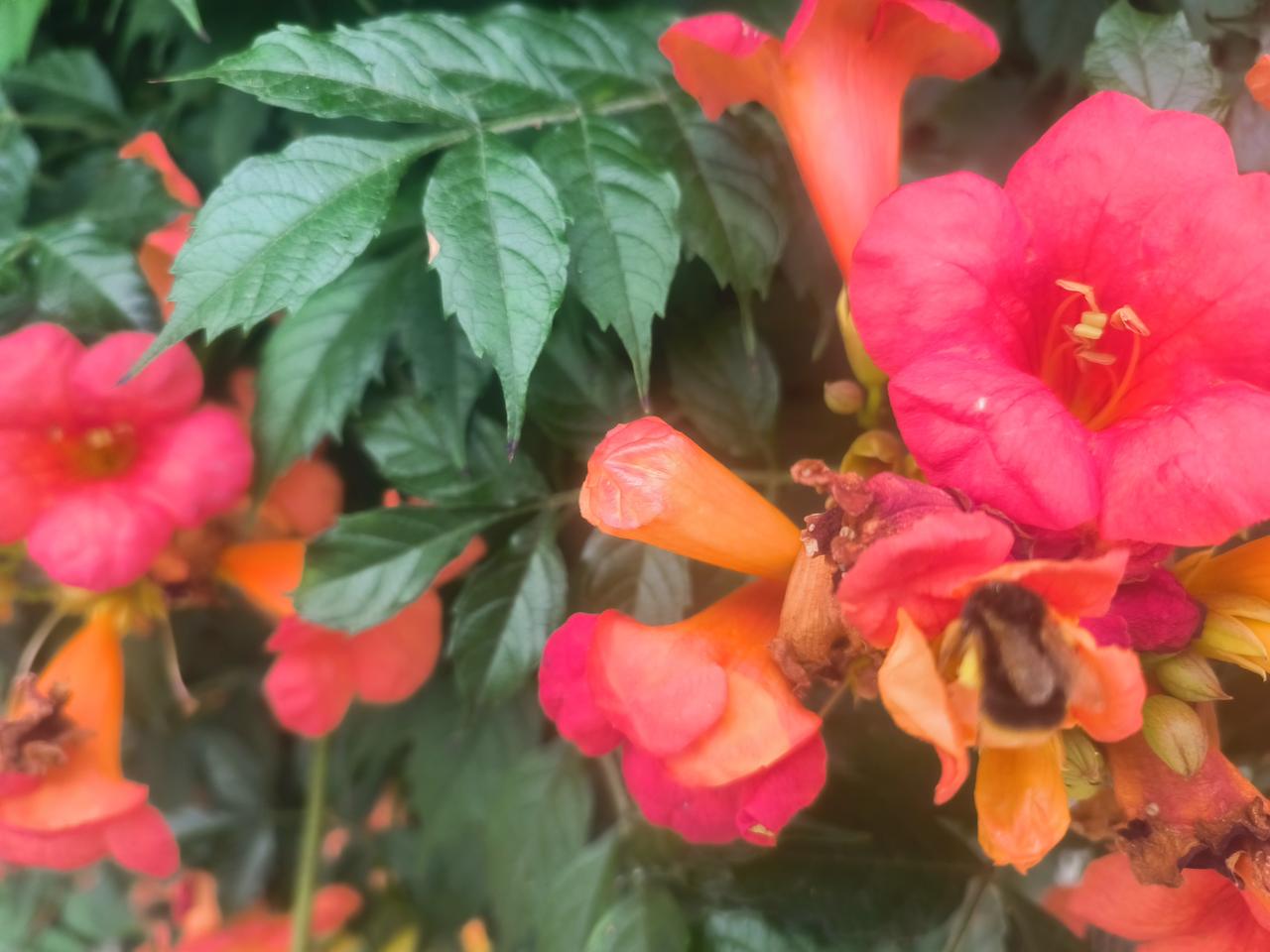 一、先分清：图里不是大马蜂（胡蜂），是熊蜂
很多人会把壮硕的熊蜂误叫大马蜂，二者