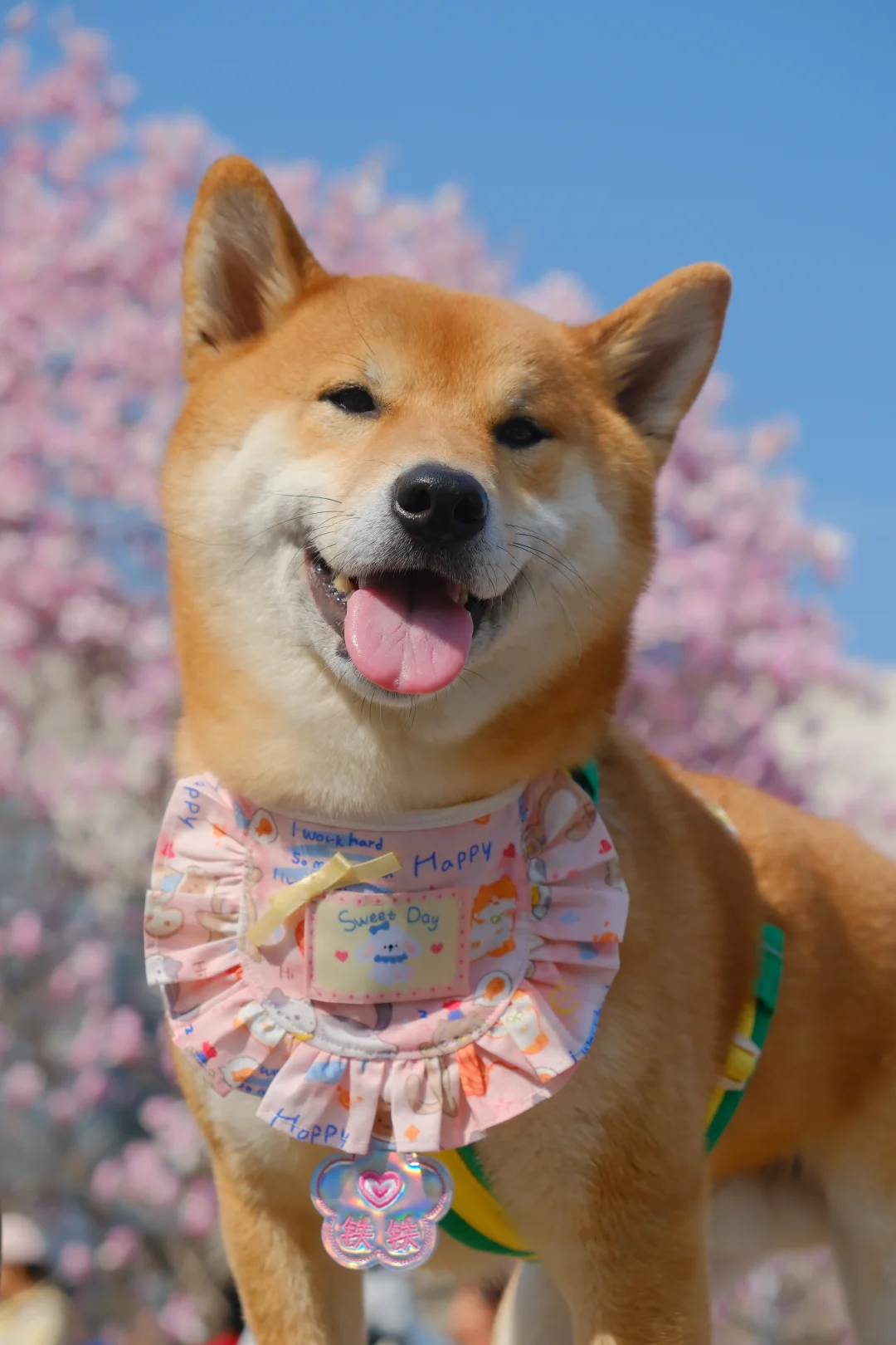 小狗的四季之春日玉兰花开🌸