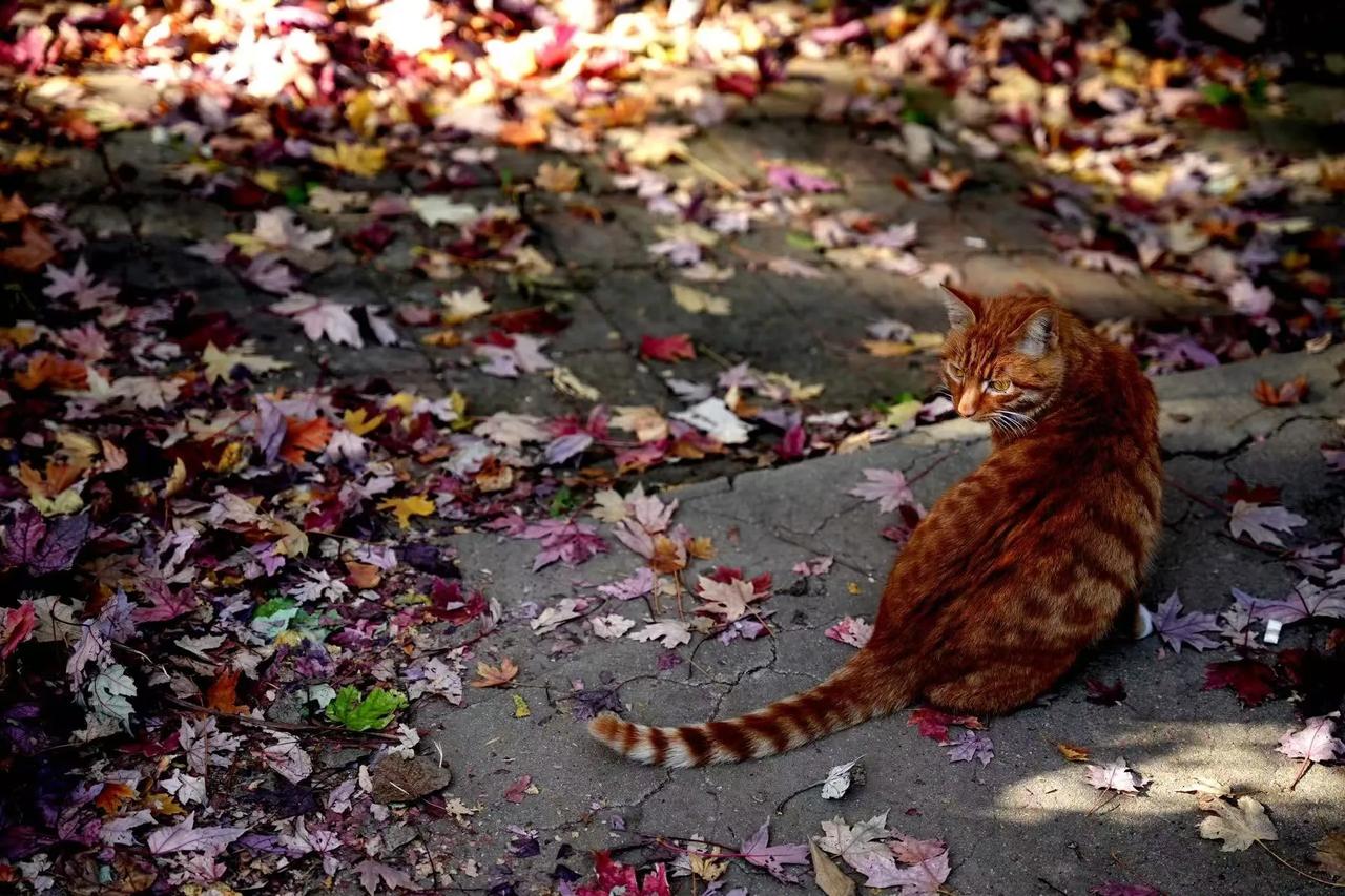 【冷暖空气极限拉扯，周五气温冲高周末降雨再降温】周五是暖空气胜利的日子，最高气温