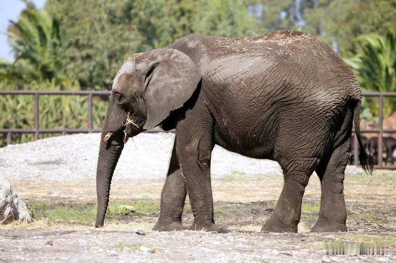他本身就是个老猎人，有50多年的狩猎经验，家里还摆着不少猎杀来的动物战利品，这次