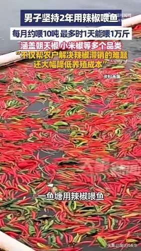 男子坚持2年用辣椒喂鱼，每月约10吨！鱼塘主：吃辣椒的鱼更肥壮这一独特的养鱼方式