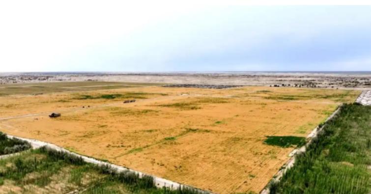 万万没想到，中国工程闹了个大“乌龙”，原本以为在沙漠种小麦产量会很低，不料一亩地