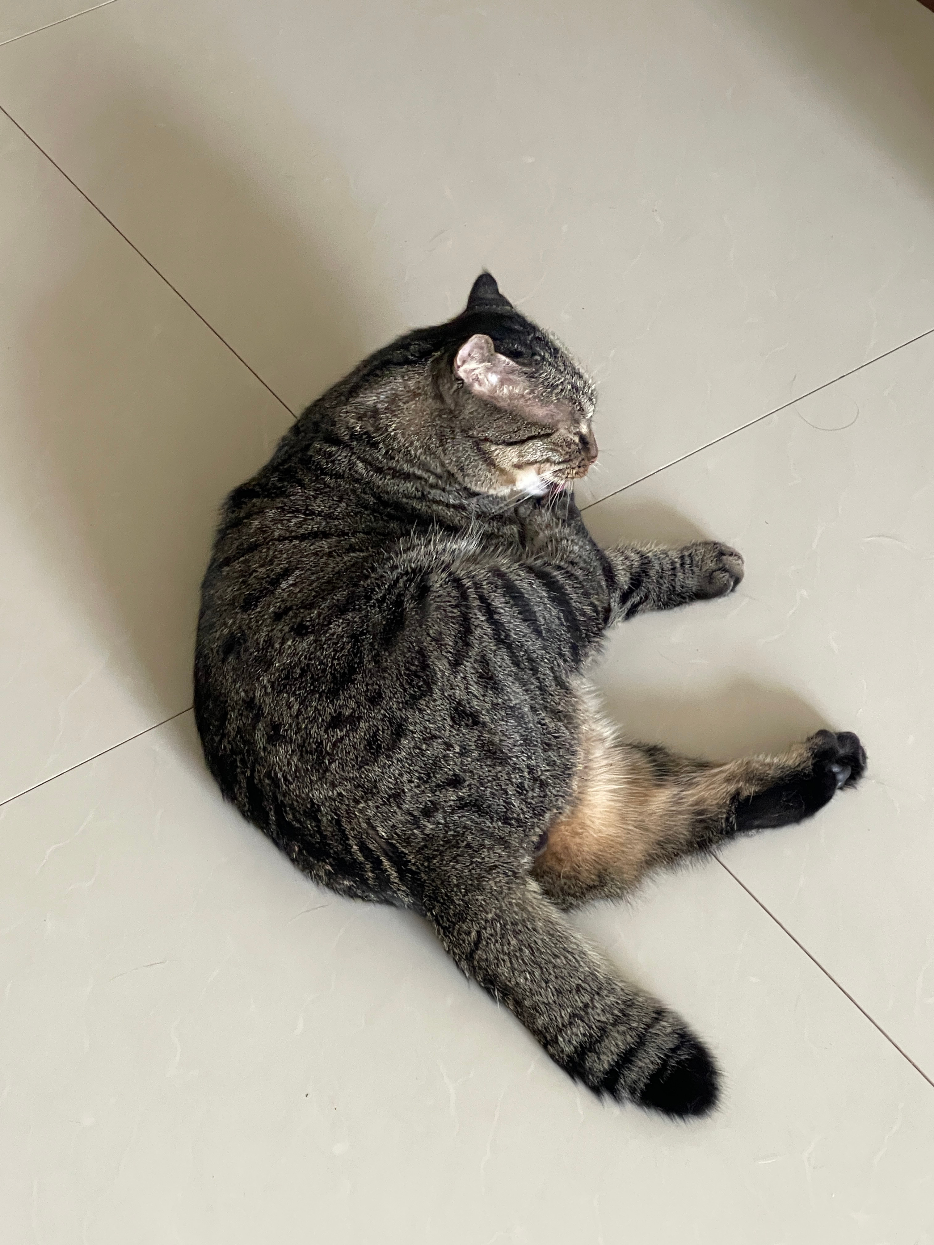 大狸子鱼看似滑不溜秋不掉毛，实则不然。如果大狸子鱼不掉毛，那么这些毛应该是橘色为