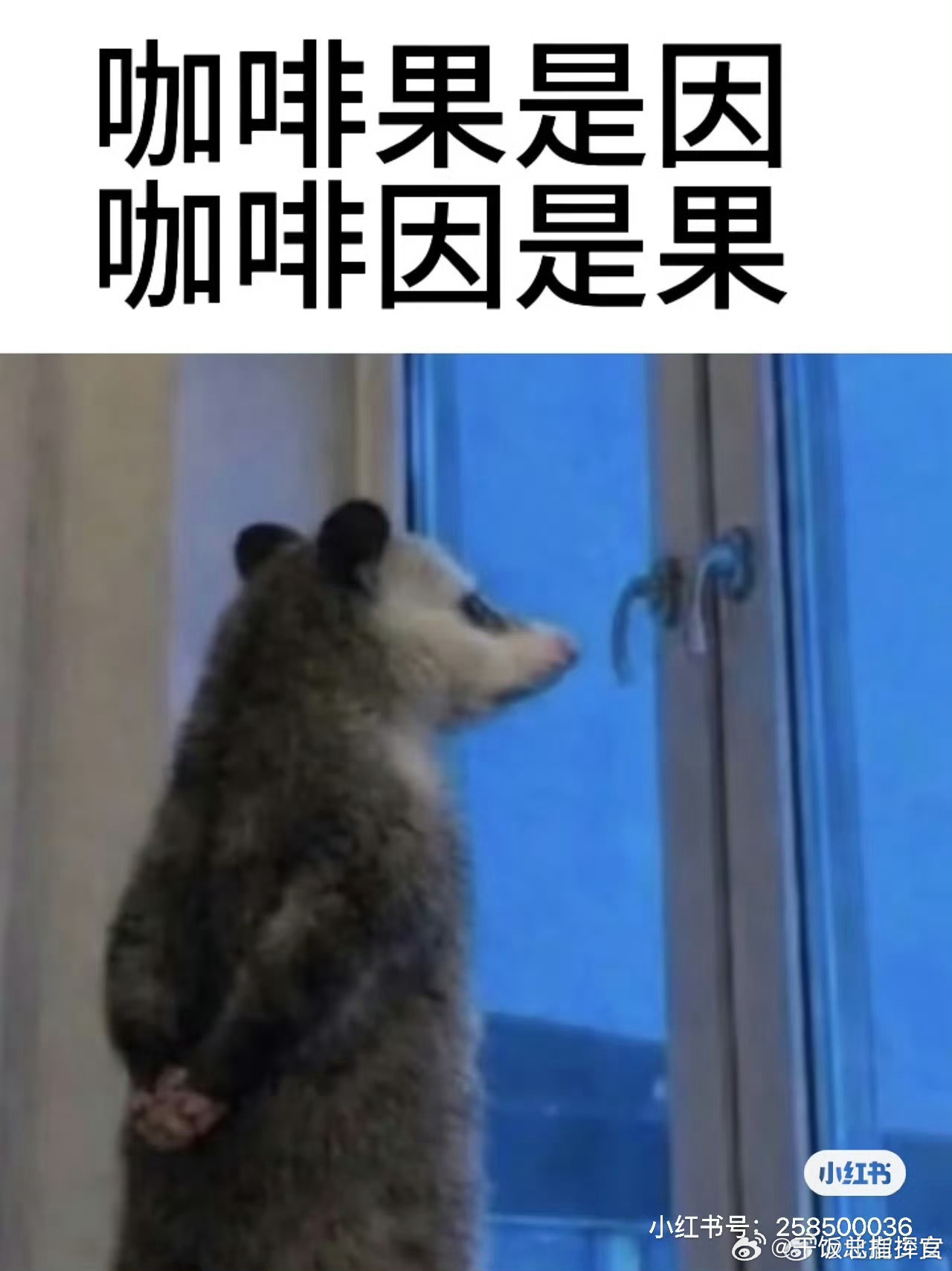 谁能拒绝一只负鼠呢 圆溜溜眼睛配上蓬松绒毛，温顺胆小又可爱，很难不爱这个小精灵。