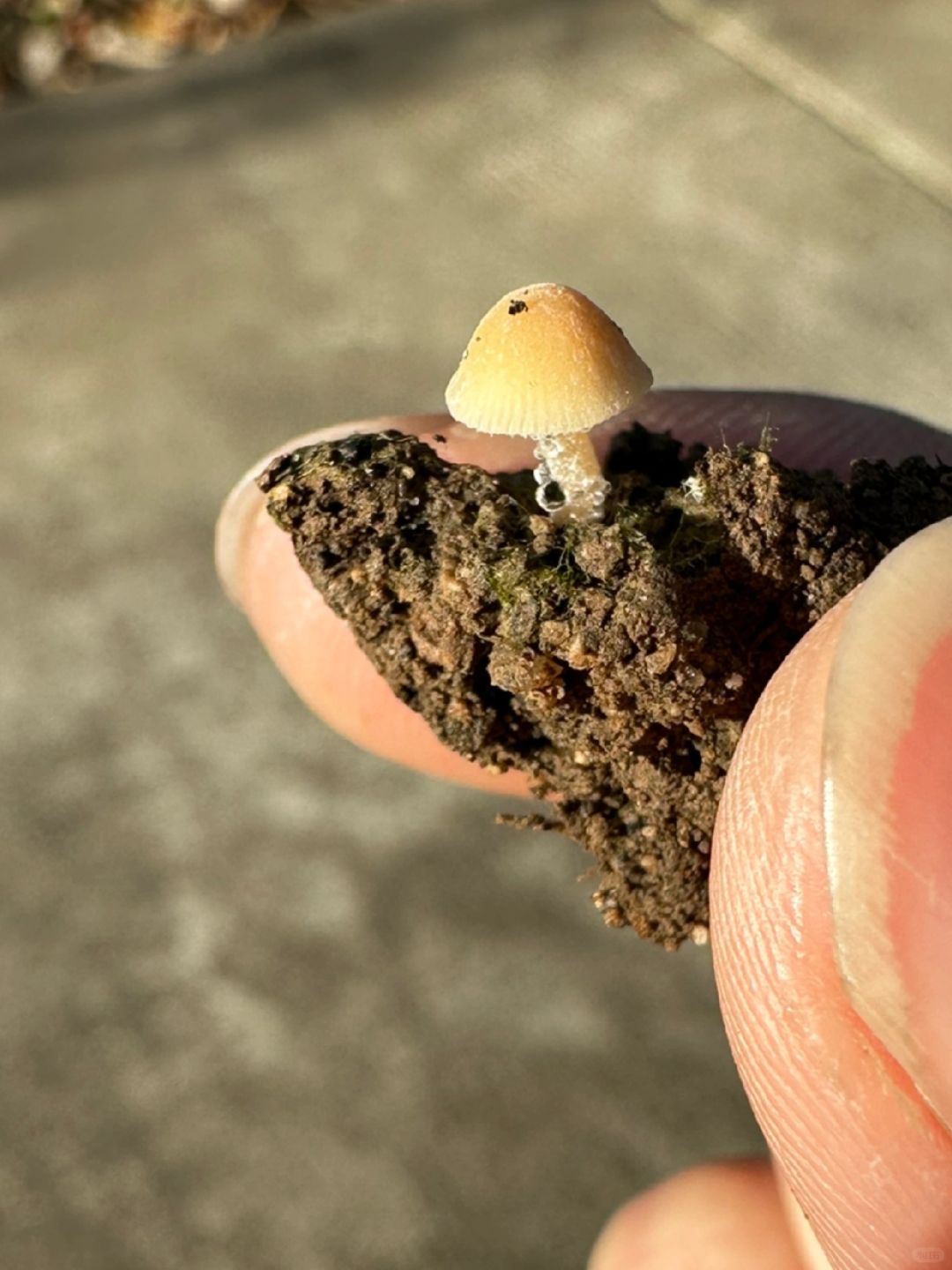 看了《繁花》才知道高手是如何拿捏人性的