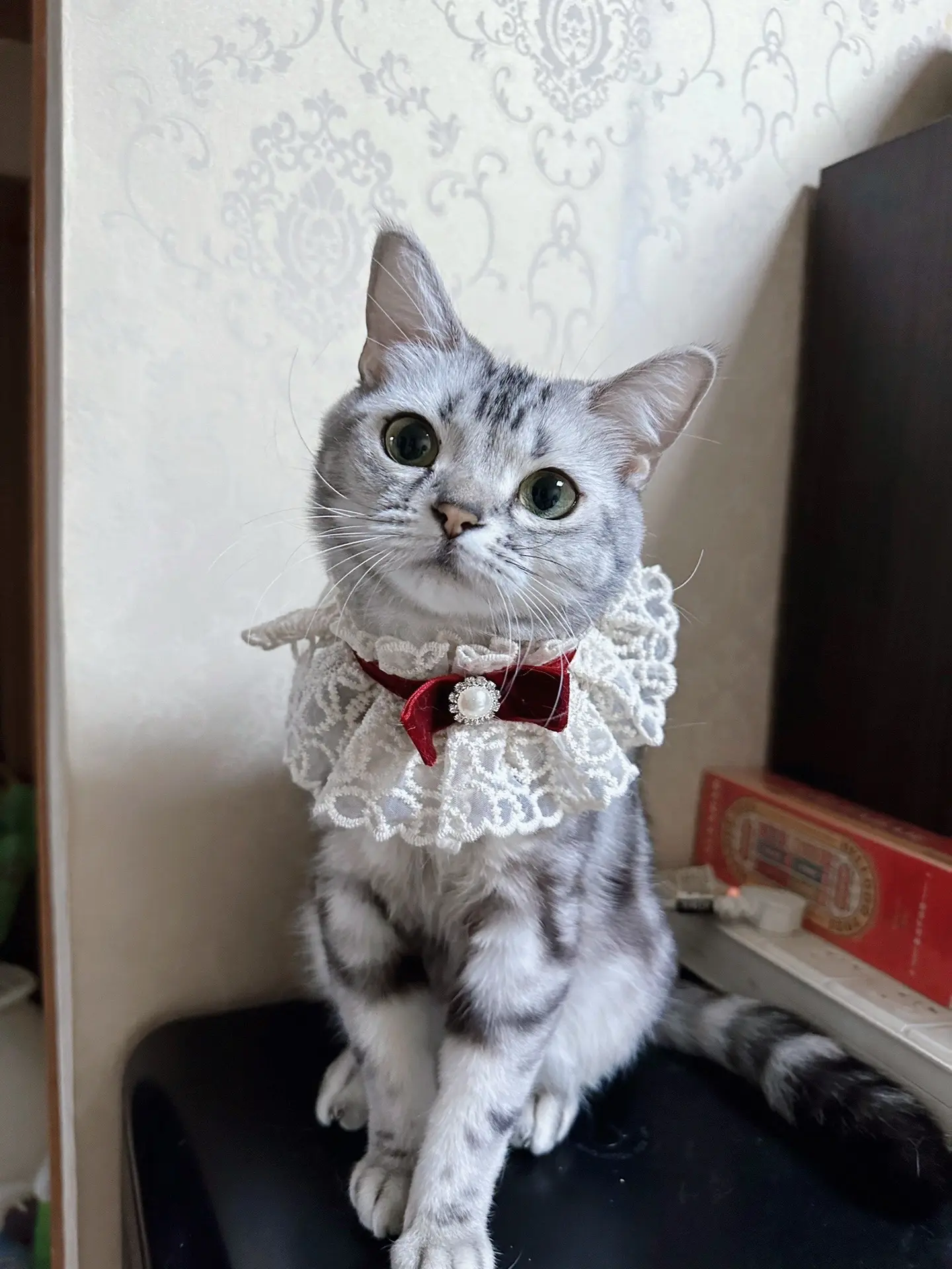 喵～🐾一起开心迎新年啦🧨。一喵一个，我们是小宝儿，小五，四宝儿和糖糖😘