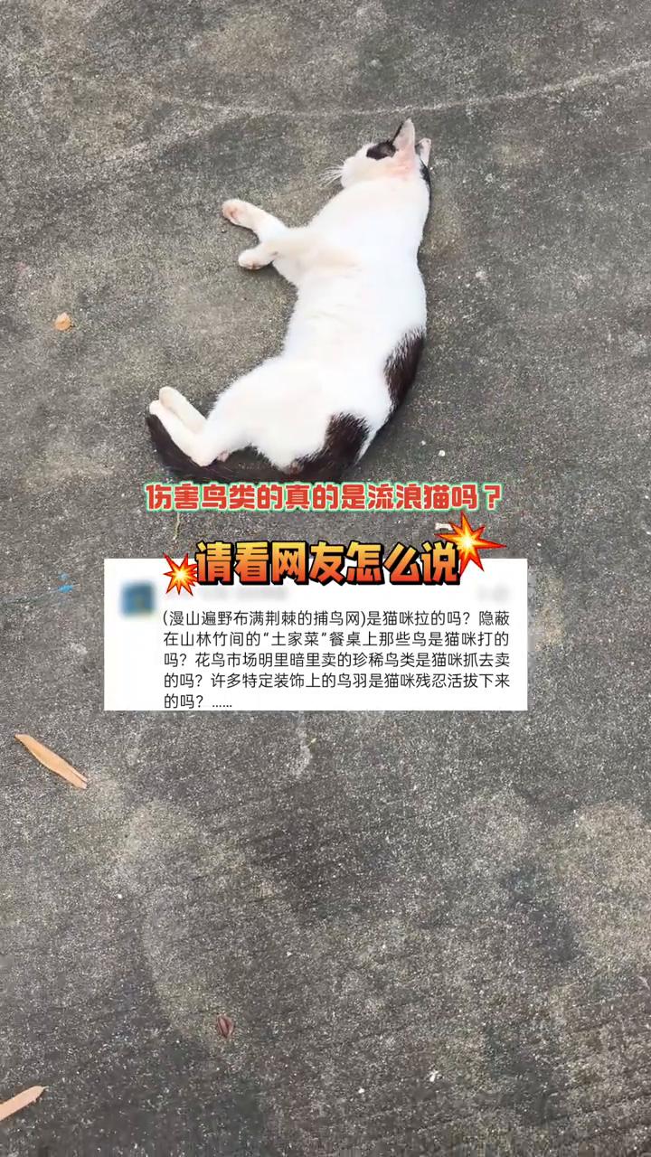 伤害鸟类的真的是流浪猫吗？请看网友怎么说。
·(漫山遍野布满荆棘的捕鸟网)是猫咪