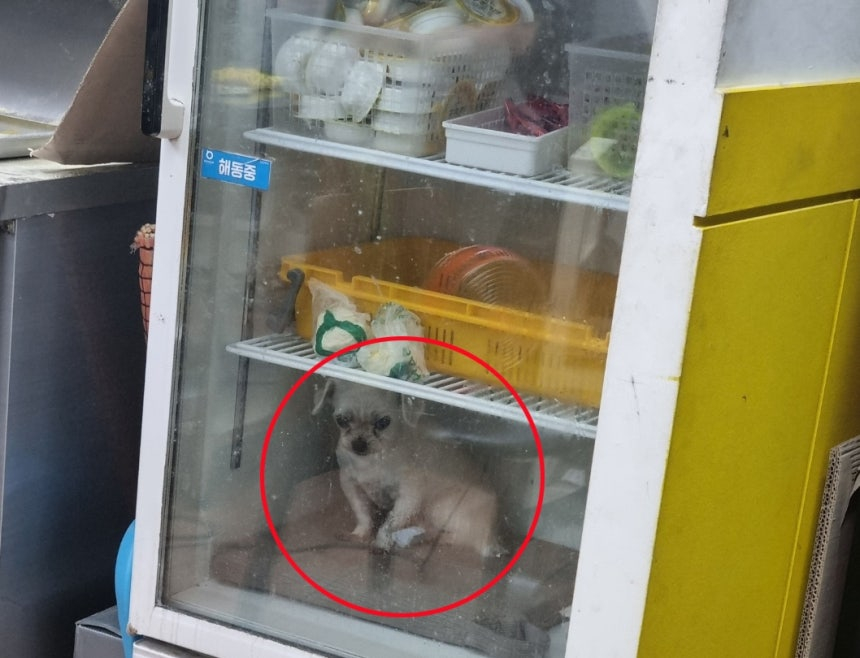 【韩国一家饭店将小狗放冰箱被举报虐狗，调查发现是主人为了给心脏病小狗避暑】海外新