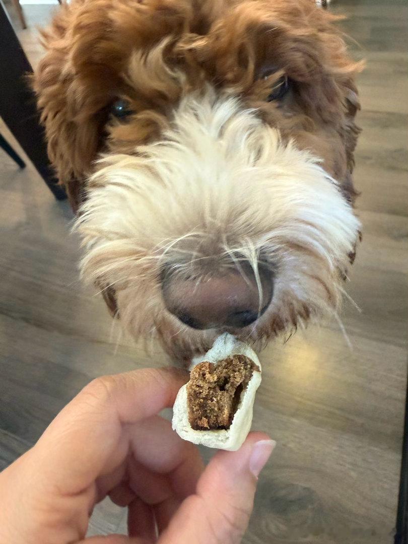 奶奶包包子，豆豆给choco包了三个狗粮馅的 