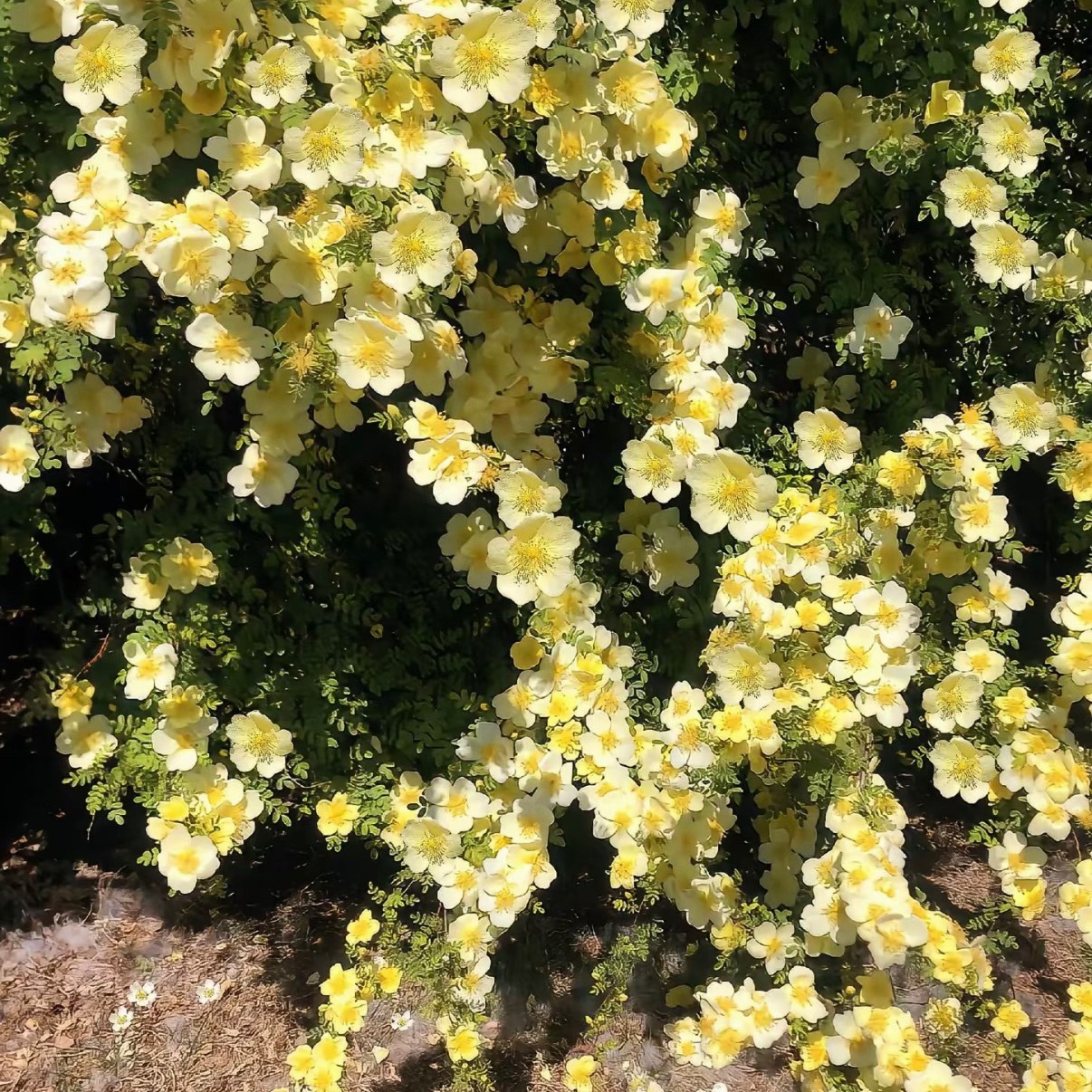 黄刺玫 1. 栽培方式：黄土、荒坡土、普通园土都能存活，耐盐碱耐贫瘠；落叶丛生灌