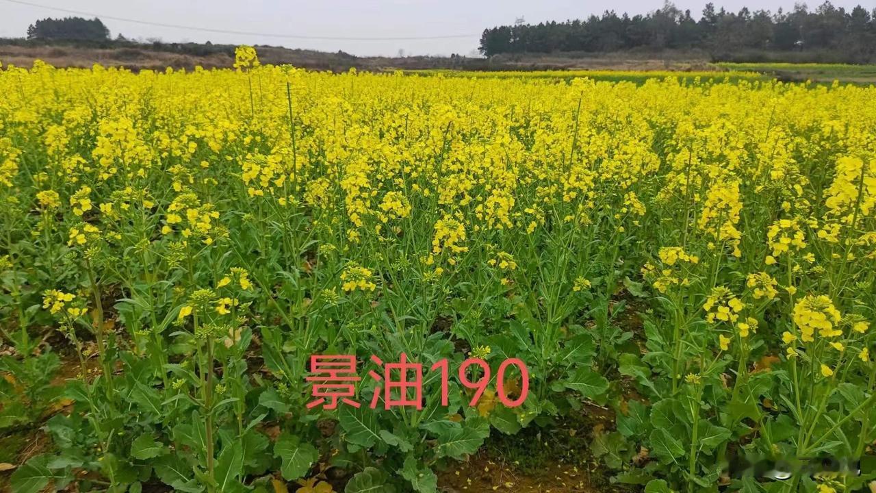 【油菜品种】景油190：早熟180天油菜，矮杆粗壮抗倒伏，中抗菌核病，分枝多开花