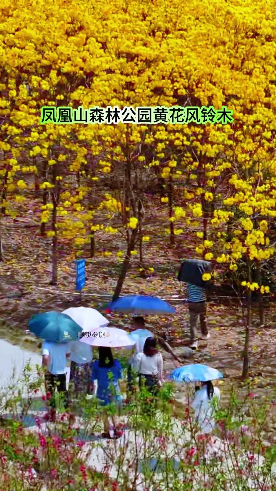 春天到啦，来宾凤凰山森林公园的黄花风铃木开了，满目金黄，拍照超上镜！这里不用门票