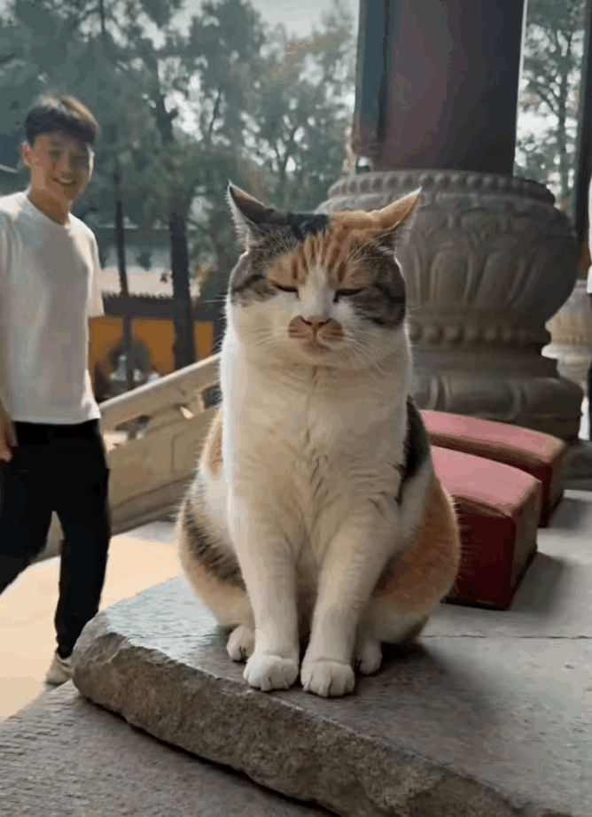 小猫已经成了条件反射，只要有人靠近，就抬爪爪。[呲牙][呲牙][呲牙]