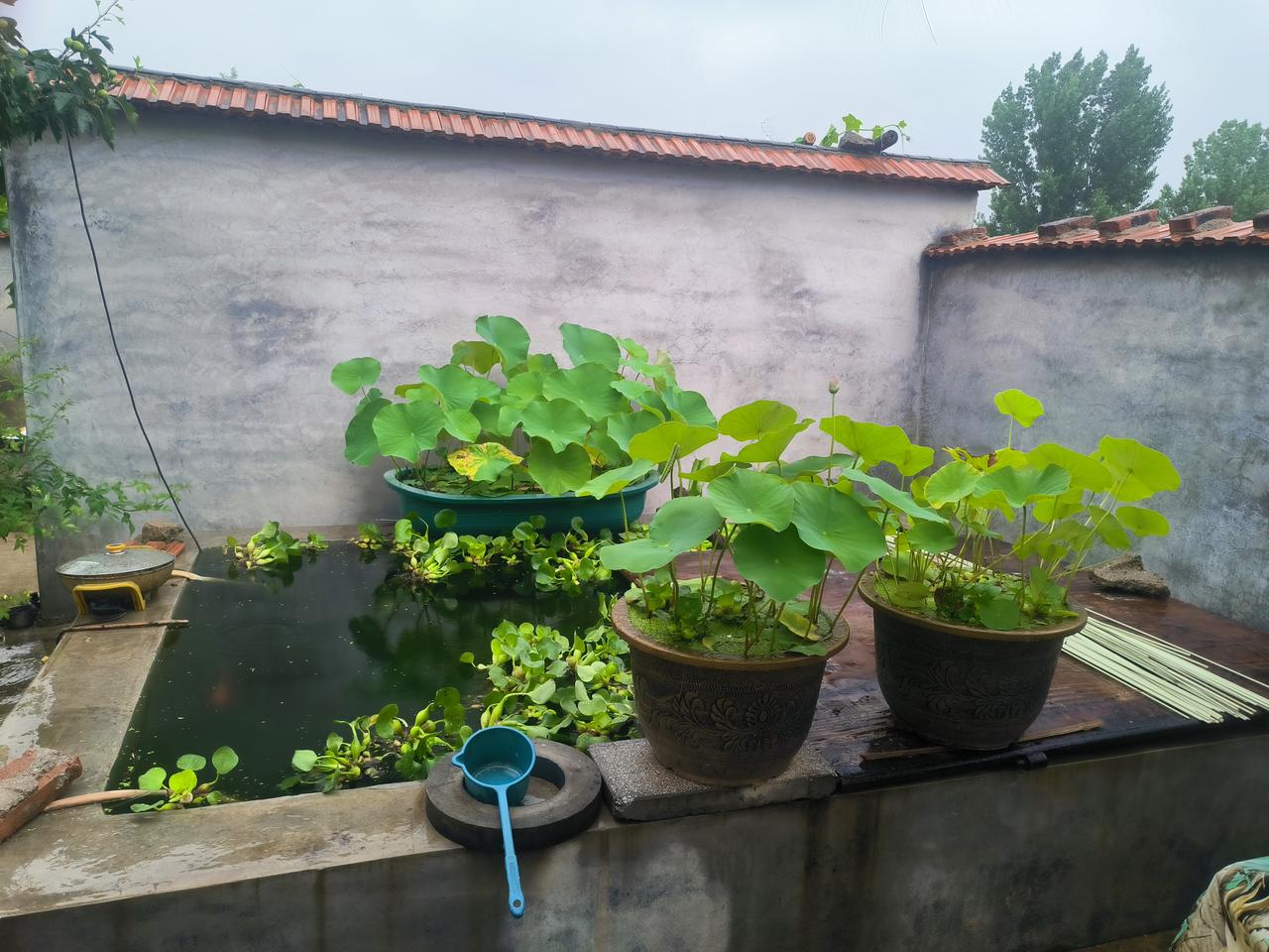 租个农家小院，建一方水池实用又舒心——
 
不少朋友问我，租的小院有没有必要修水