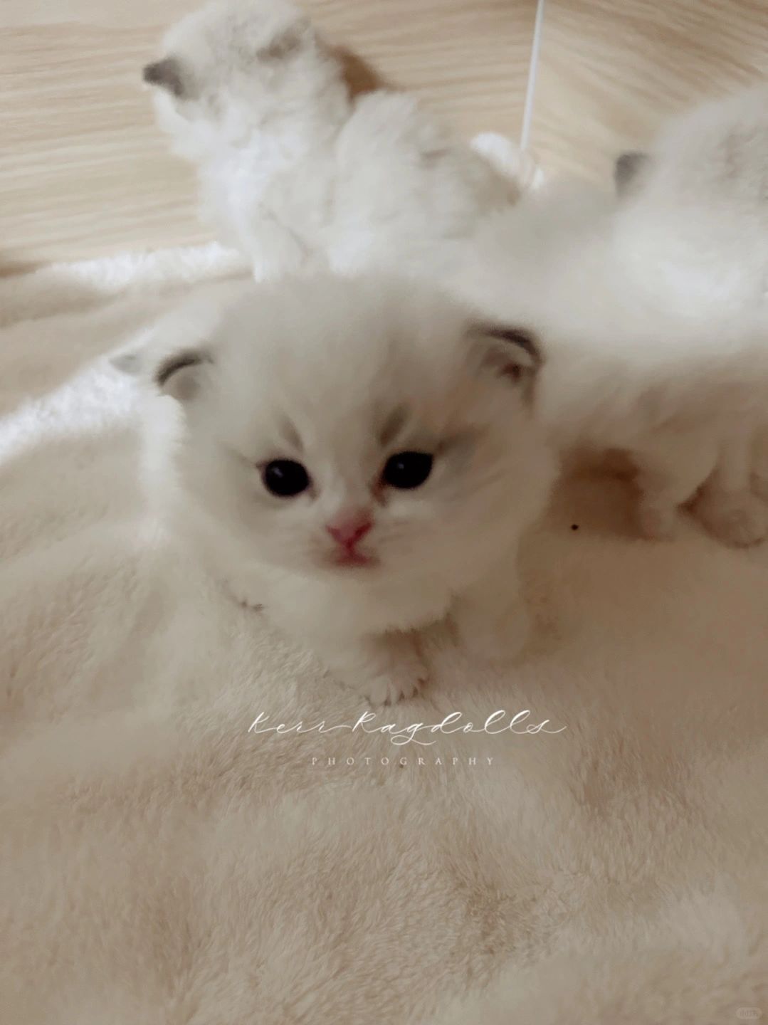 KERR猫舍｜这样的小团子一个都舍不得卖！