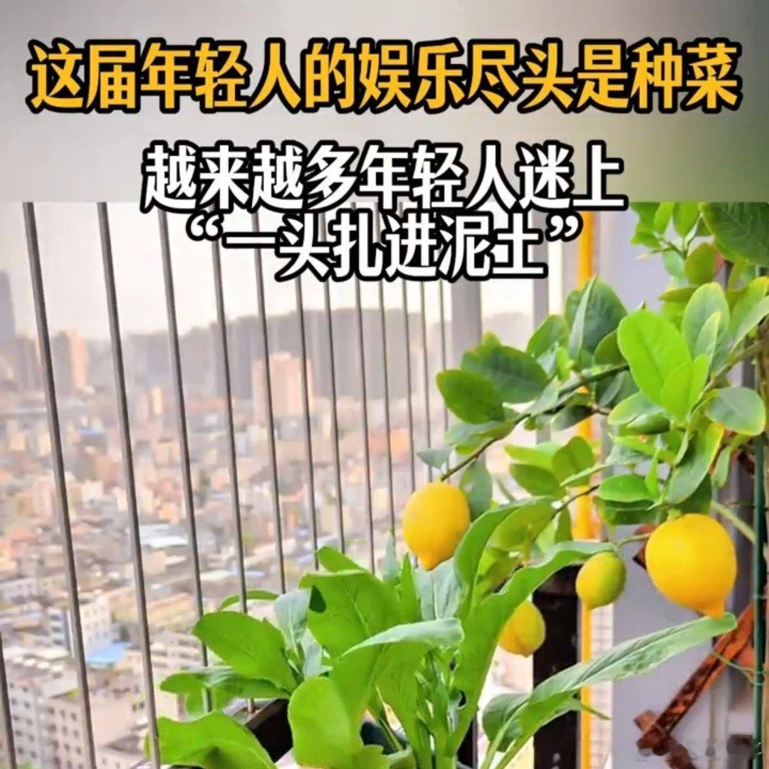 这届年轻人的娱乐尽头是种菜  原来亲手种下一颗种子，等着它冒芽、长叶、结果，是这