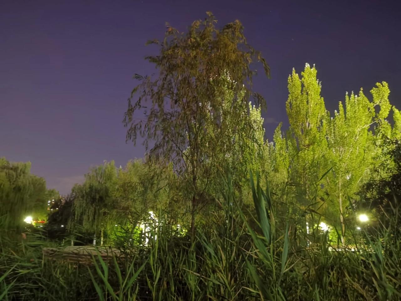 晚上，在广场散步，湖边的池塘里突然传出蛙叫声，在新疆尤其是大城市，很难听见这东西