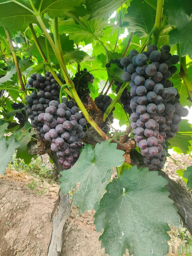 [心][心][心]黑丰葡萄种植方法🍇🍇🍇黑皇葡萄的种植方法主要包括以下几个