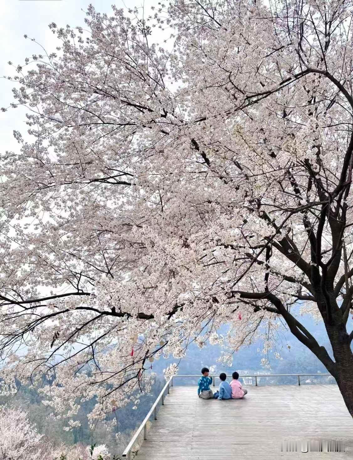 成都的3月就是一万次的春和景明，
植树节，再多种点要开花的树吧。
（图三在凯丹门