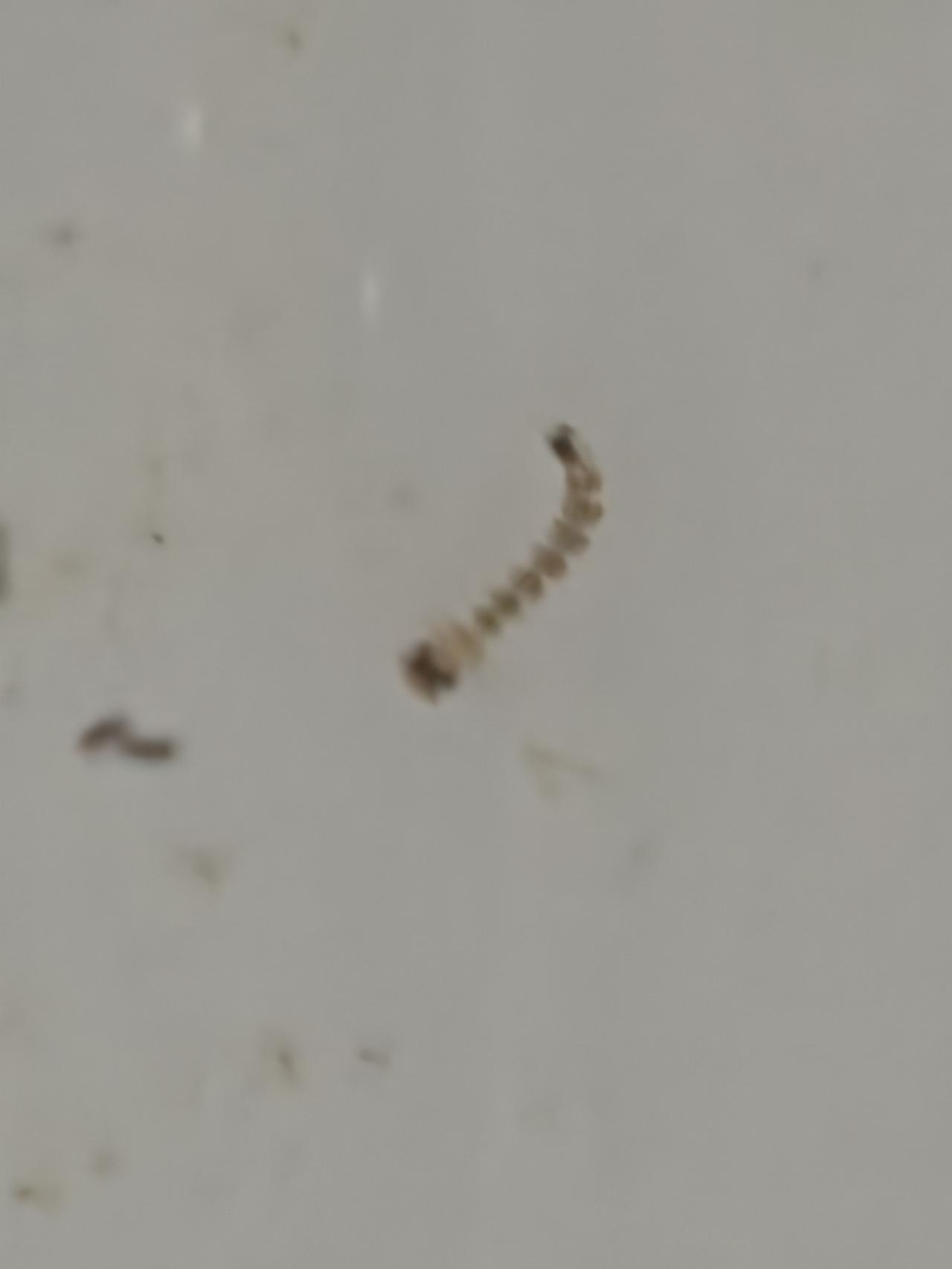 猜猜这是什么？一种可恶生物的幼虫。