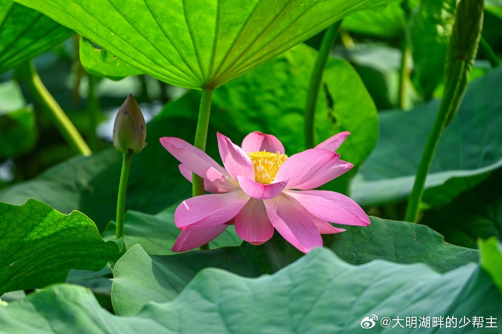 大明湖的荷花，开了！🌸夏日的浪漫，从这一池初荷开始济南的夏天，是从大明湖的一朵