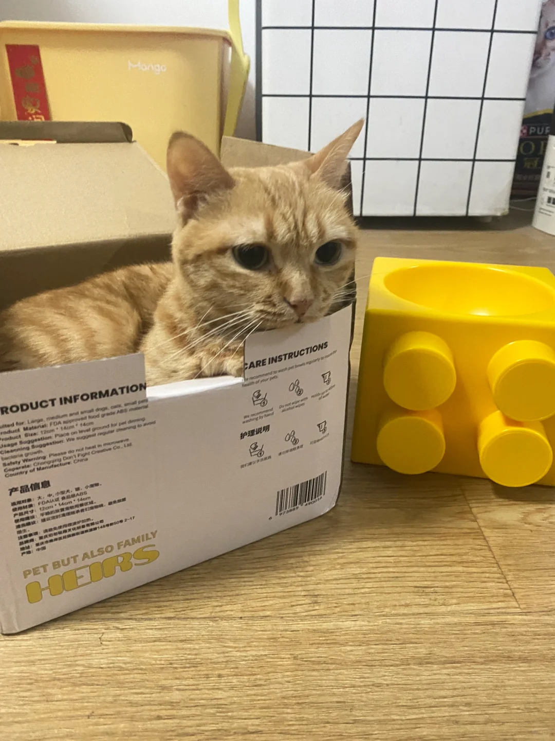 怎么会有小猫7岁了和猫碗一样大…