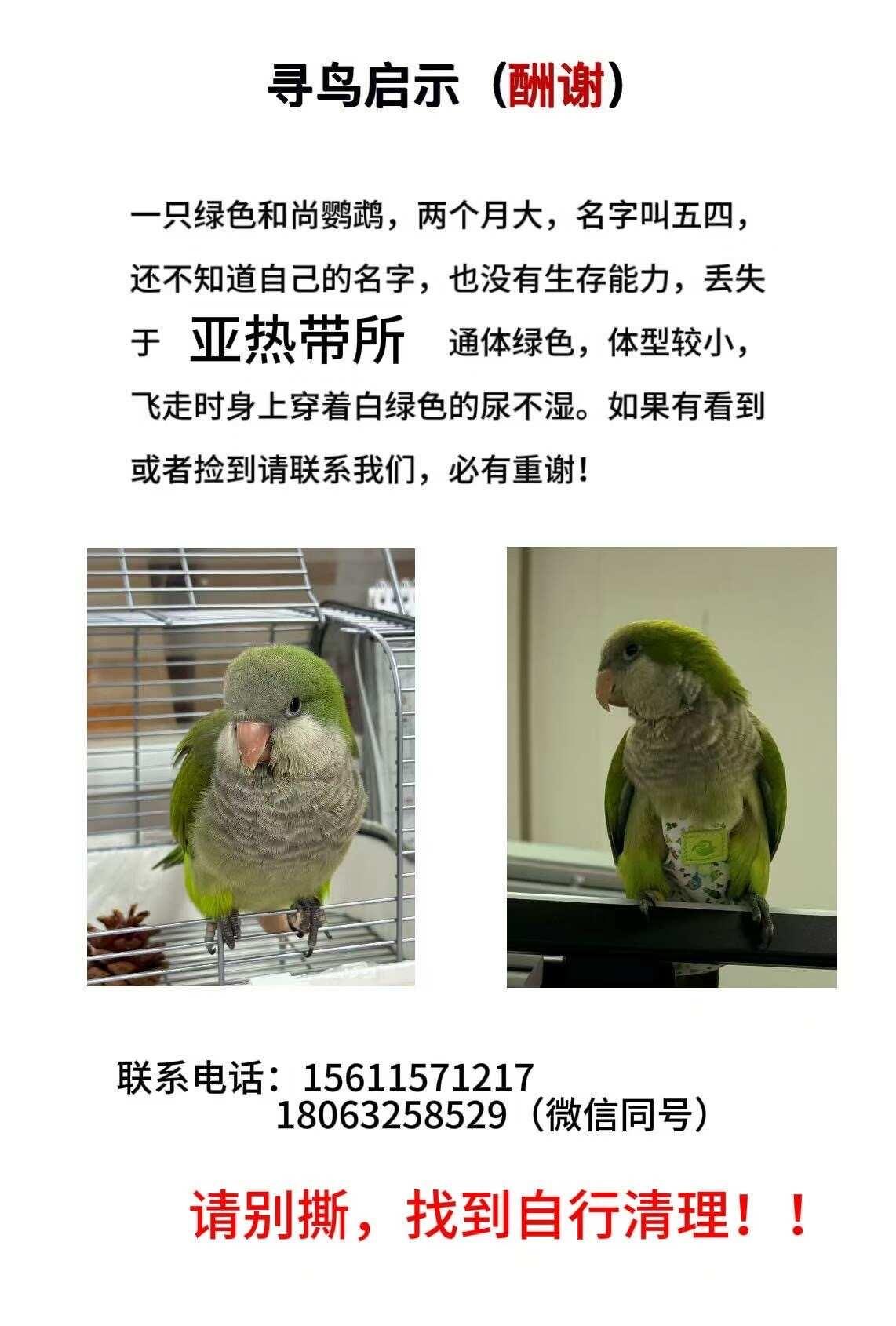 寻鸟启示🆘
寻鸟启示 芙蓉区寻鸟！5月28日晚7点丢失于中科院亚热带所，东合新