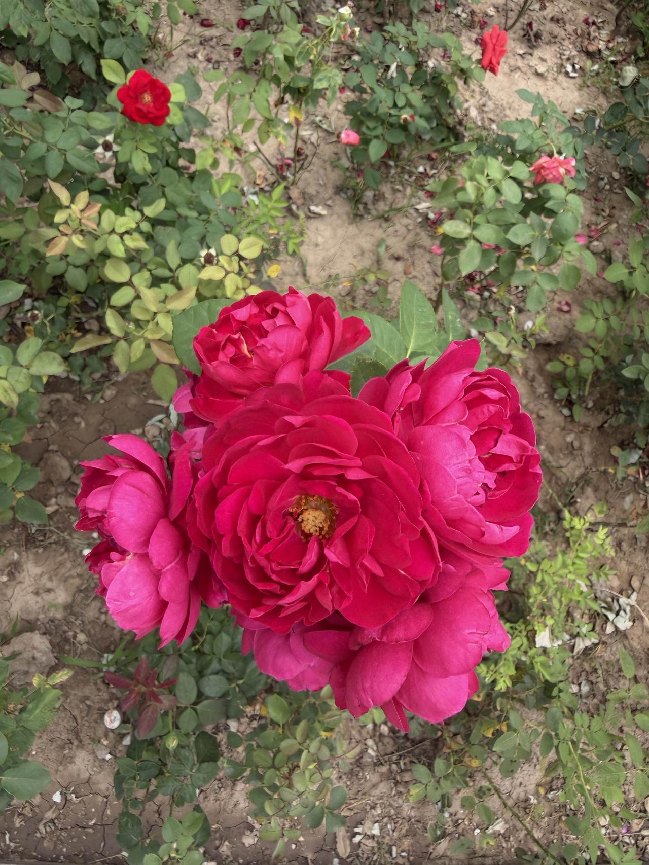 惊艳的红色玫瑰，绽放出无与伦比的美丽！🌹💕红玫瑰花实拍 玫粉色玫瑰 自然红玫