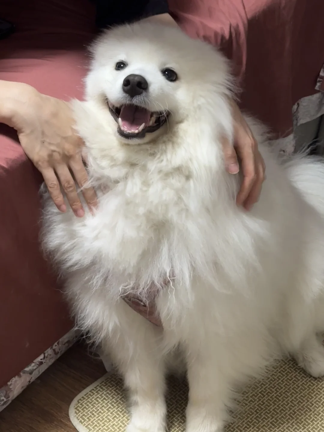 这个耶耶有点好摸