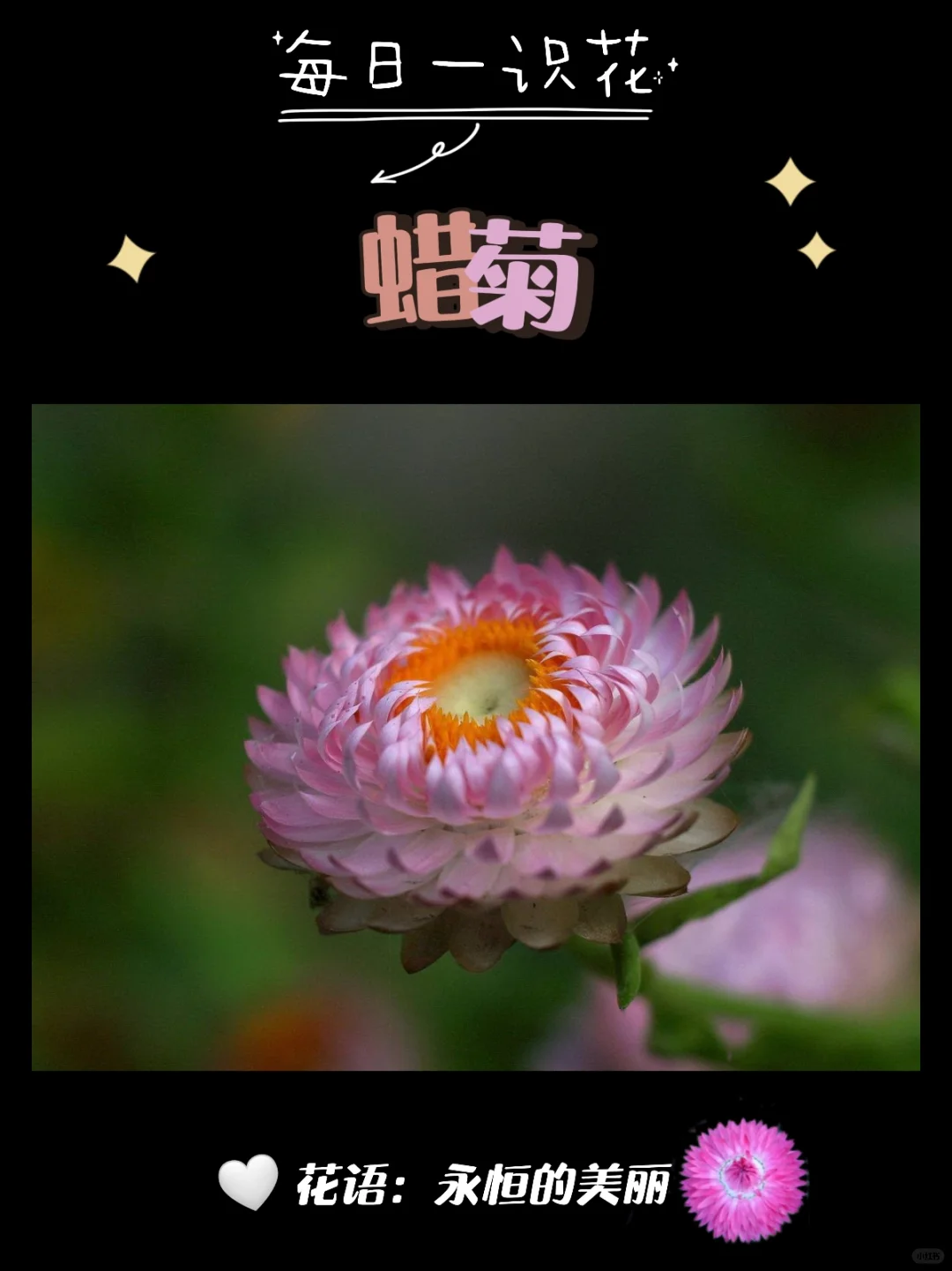 每天认识一种花之【蜡菊】day91