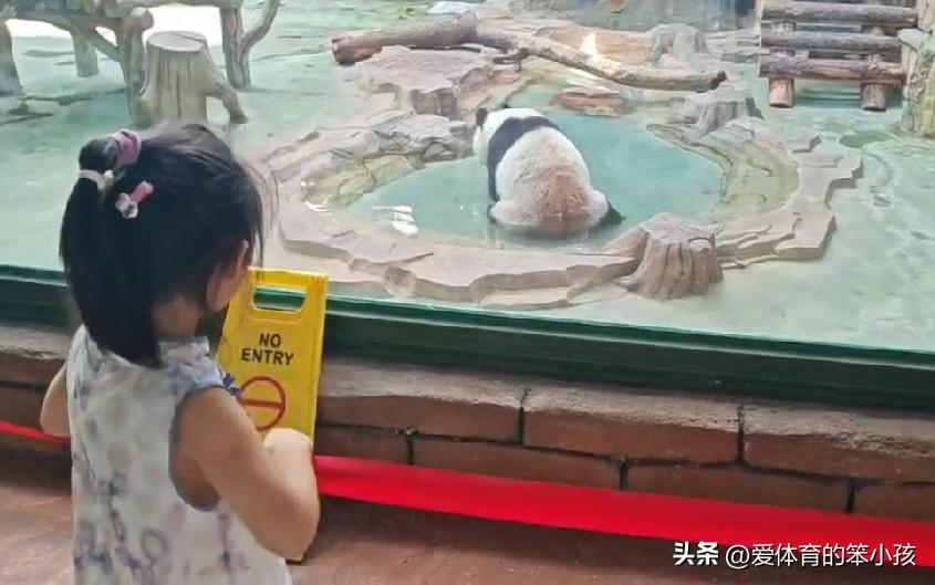 秋日生活打卡季宝妈利用教师节难得的休息时间带宝宝去济南动物园，看大熊猫🐼的感觉