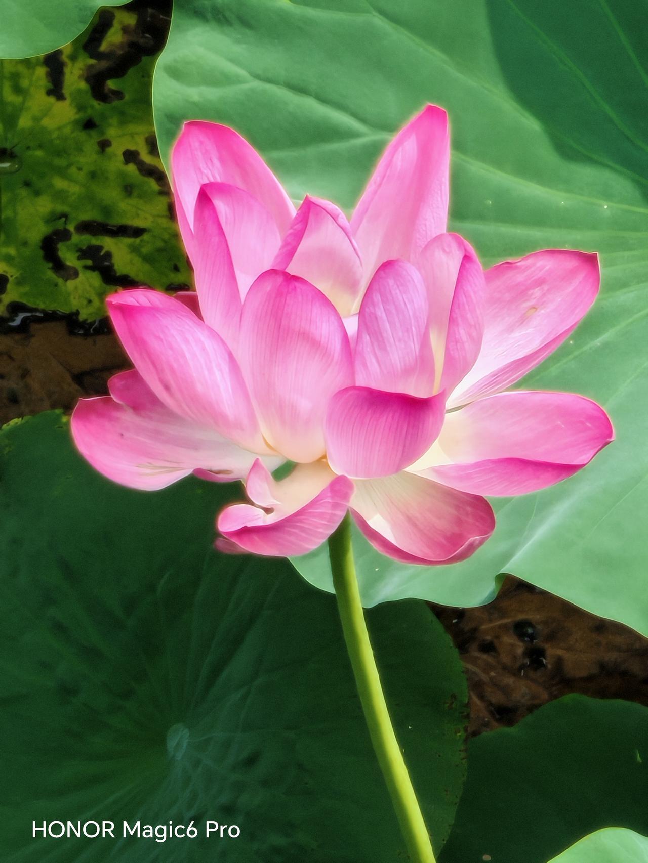 荷花，荷叶，莲花。北京温榆河公园里荷花盛开。