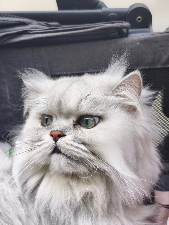 养猫三年突然猫毛过敏我该何去何从🥺