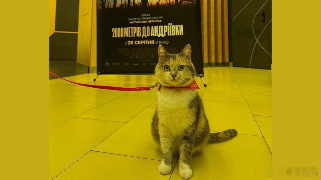 安德烈夫卡猫参加了在利沃夫举行的纪录片《距离安德烈夫卡2000米》的特别放映会。