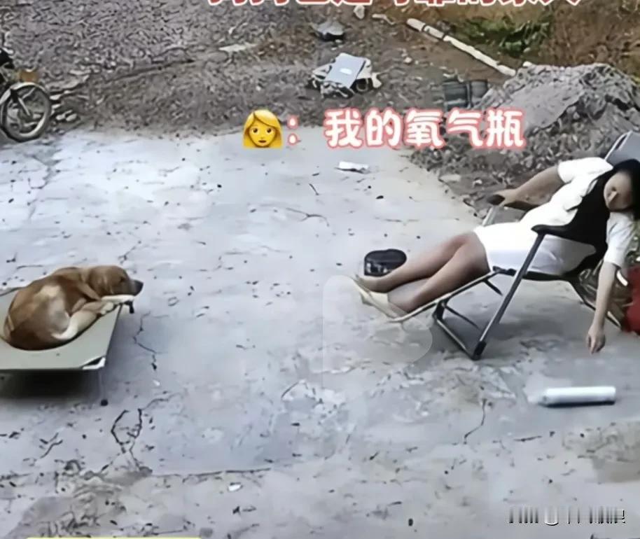 灵性狗狗，怀有生孕的妈妈羊气瓶掉下来不放便拾，在一边守护着妈妈的狗狗看到立马走前