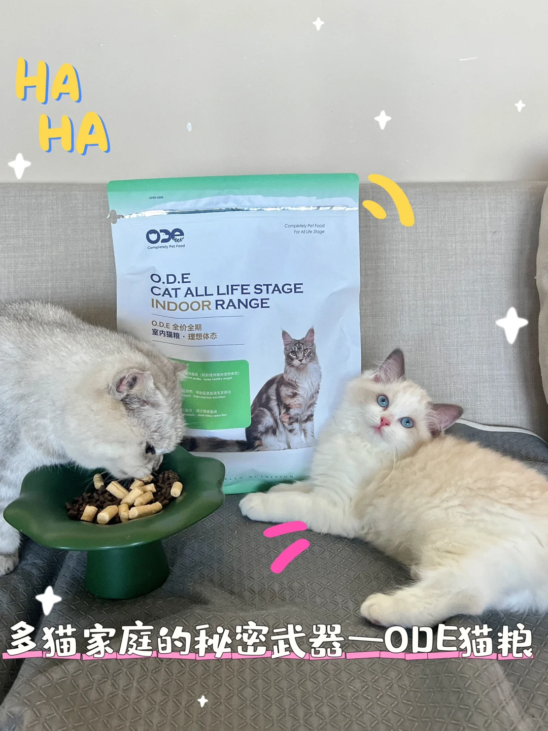 🐱多猫家庭的宝藏发现—理想体态的秘密武器