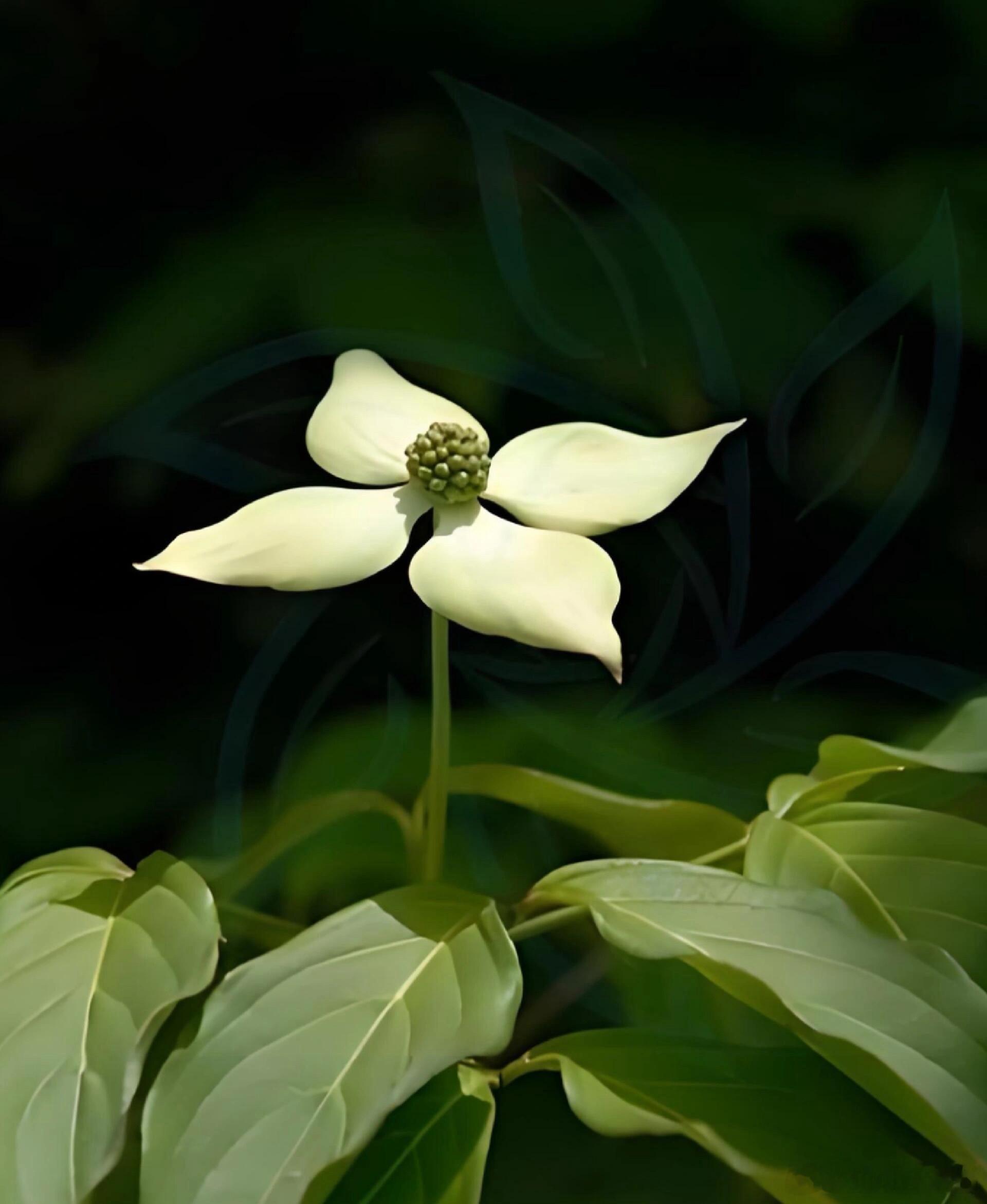 奇妙生物圈植物科普 🌸 每日识花 | 四照花：植物界的伪装大师✨ 初见误认雪，