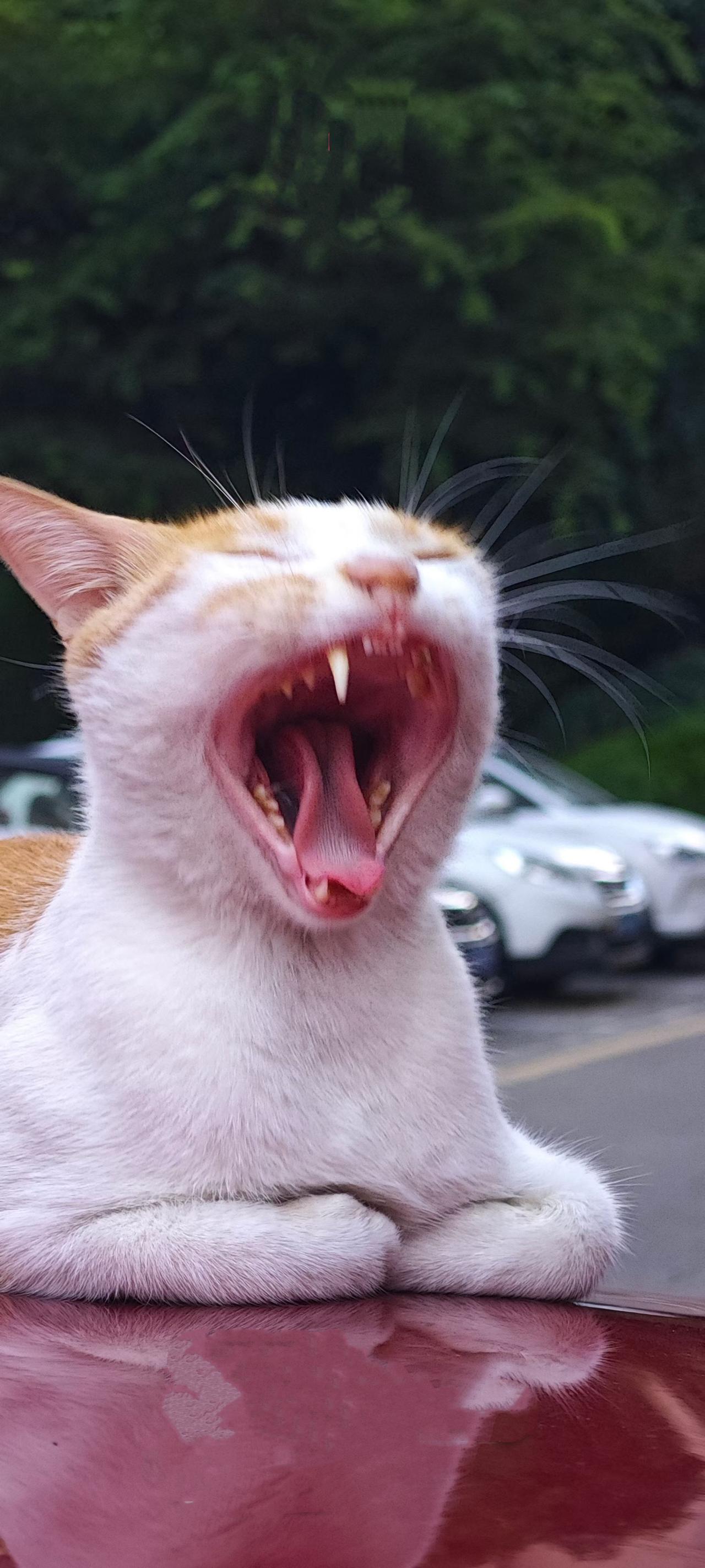 （原创）
啊……
