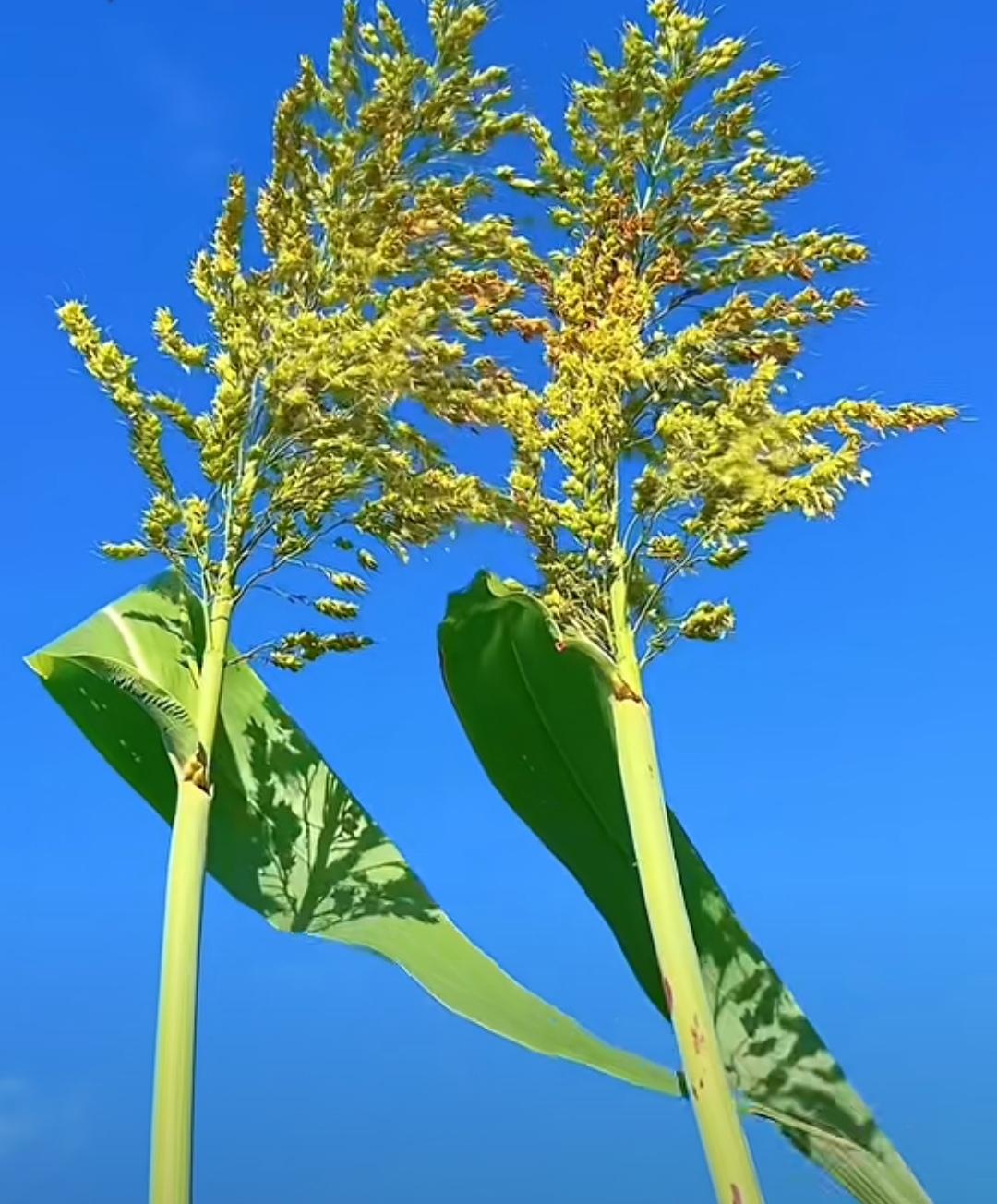 大明皇太后孙若微，在儿皇与二十万明军于土木堡被瓦剌击败并俘虏之时，与于谦力挽狂澜