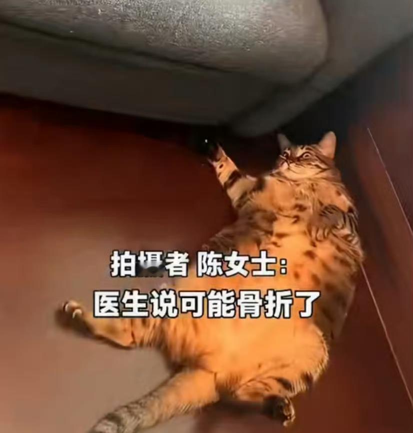 江苏无锡的陈女士太惨了，好好睡一觉，居然被自家15斤的猫咪压到手腕骨折。这猫平时