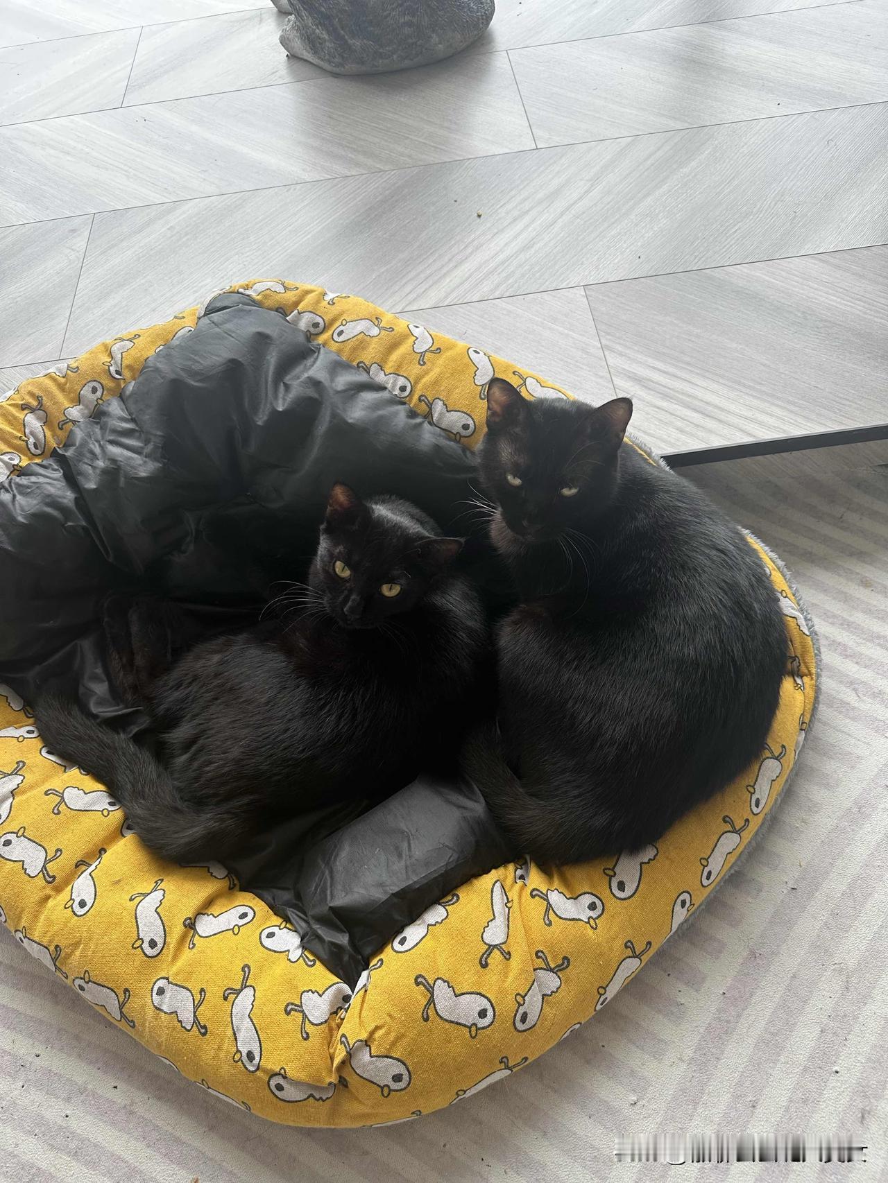 分享一张你家小猫咪的照片