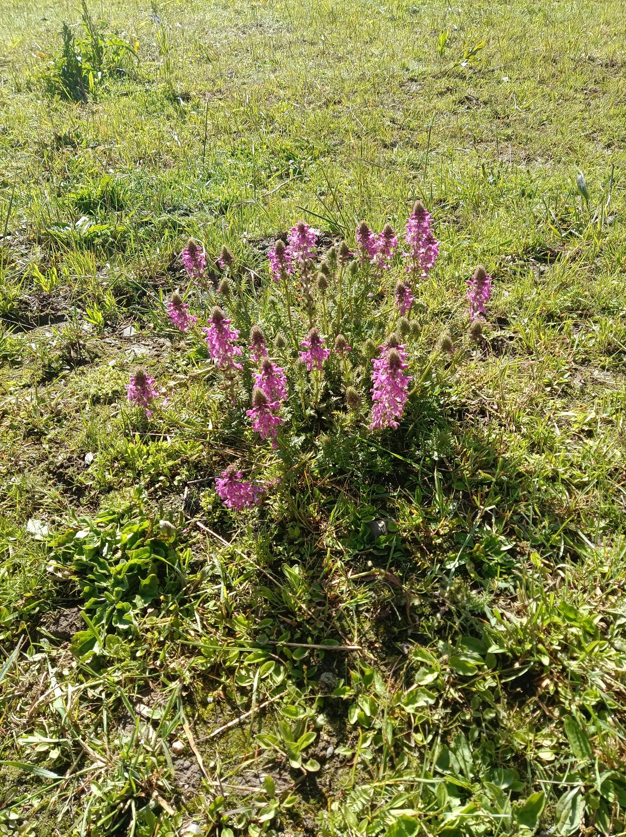 这种萝卜参长出新叶子一点也不奇怪[笑哭]