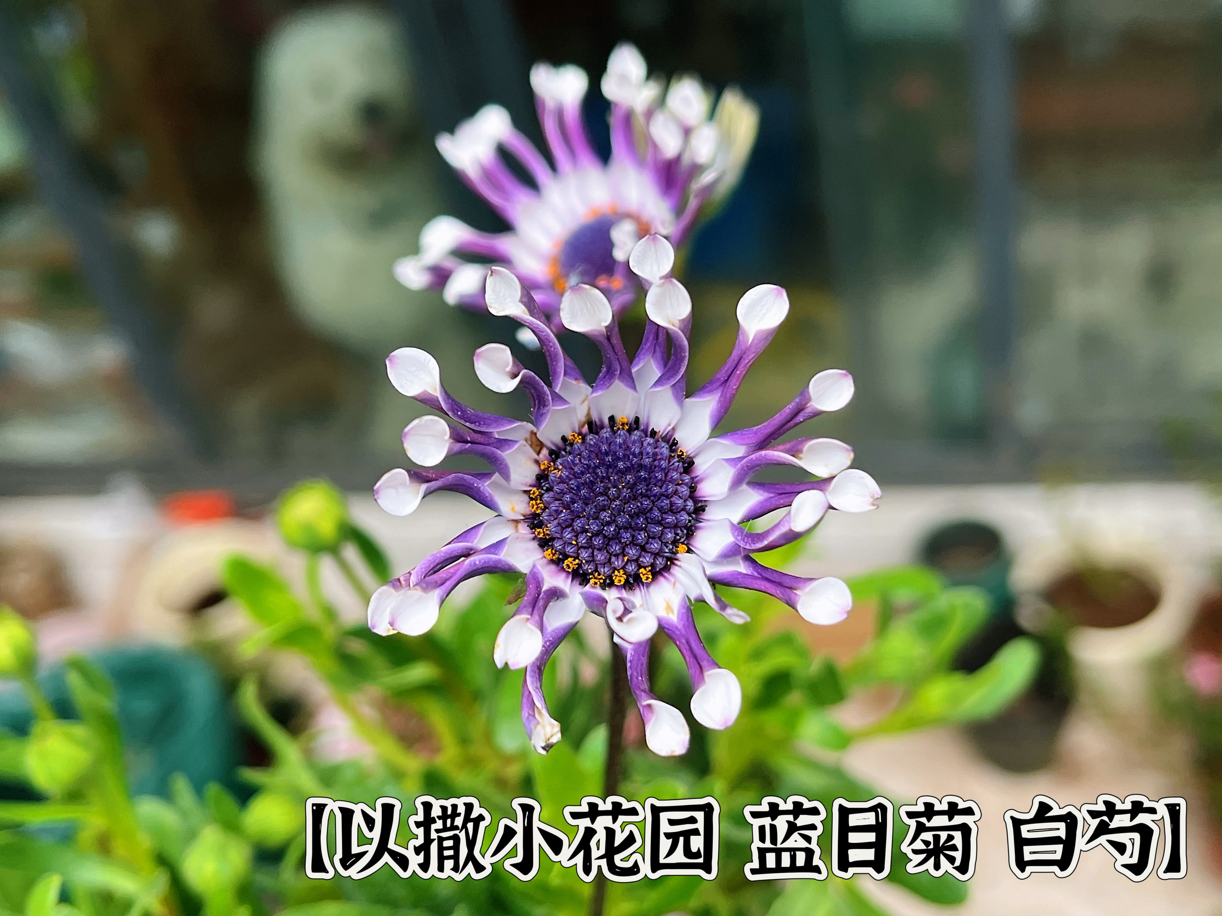 【以撒小花园 蓝目菊 白芍Dimorphotheca ecklonis】开花正盛