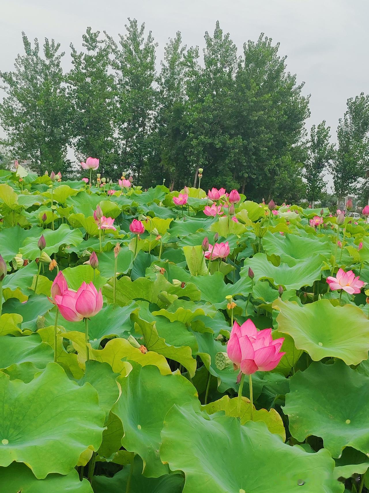 慧开禅师曾说过：“春有百花秋有月，夏有凉风冬有雪。若无闲事挂心头，便是人间好时节