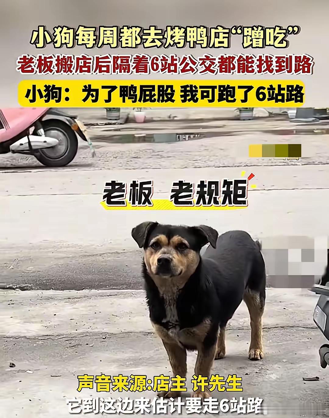泪目了！常州一家烤鸭店老板两年前搬店后，之前天天来蹭鸭屁股的小土狗居然穿越半个城