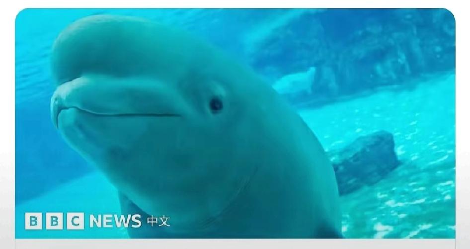 加拿大海洋世界30头白鲸没饭吃，快饿死了。珠海长隆说：卖给我吧。加拿大渔业部长说
