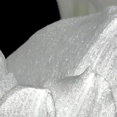 0000阿弗雷爆闪种植1、土壤选择疏松肥沃、排水良好的沙质壤土，以保证种球健康发