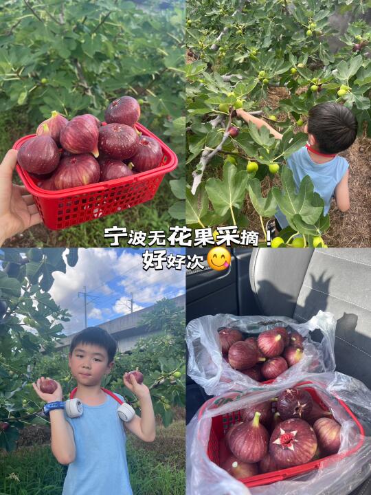 🤩宁波无花果采摘 ！实现糖包子自由啦！