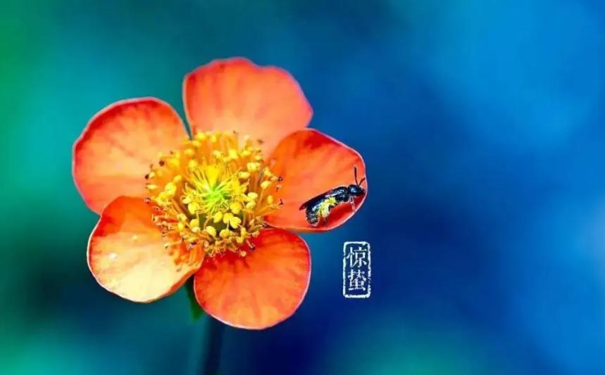 元 · 吳存《水龍吟· 壽族父瑞堂其日驚蟄》：「今朝蟄戶初開，一聲雷喚蒼龍起。吾