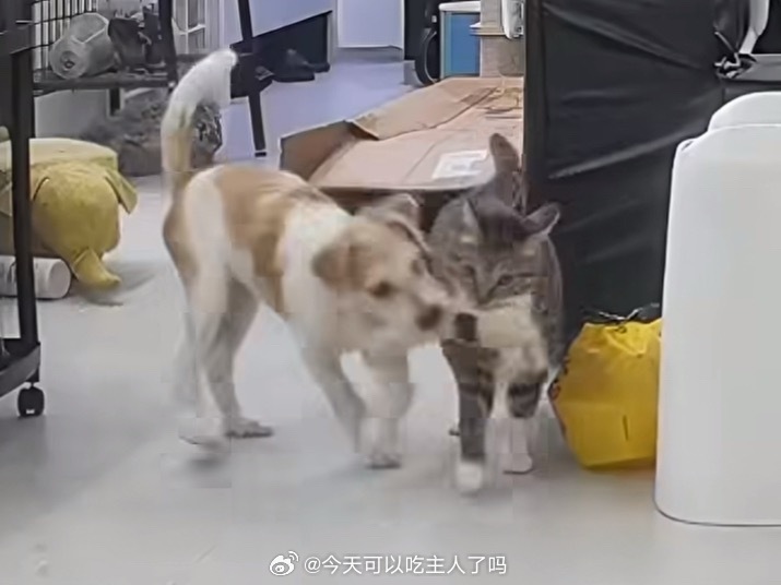 狗：拔河！车车：物体移动受阻。 